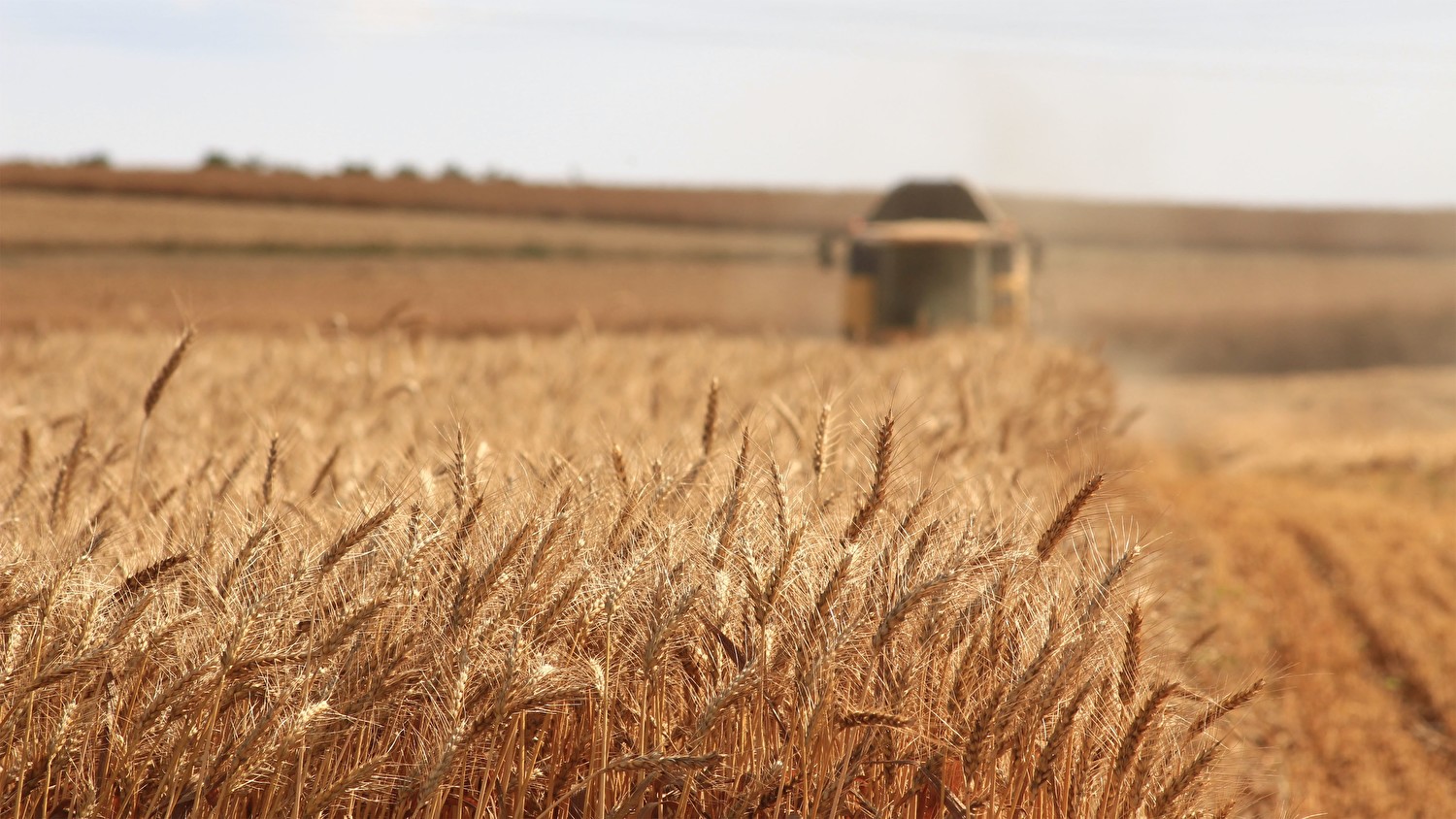 Azoto e conservazione sostenibile dei cereali - background