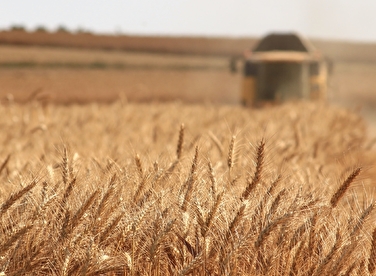 Stickstoff und nachhaltige Konservierung von Getreide
